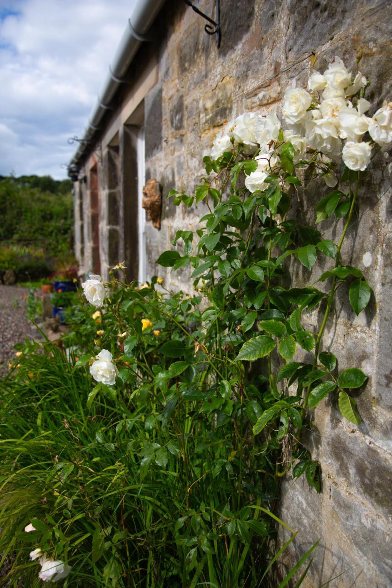 Balmungo Cottage B&B St Andrews Dış mekan fotoğraf